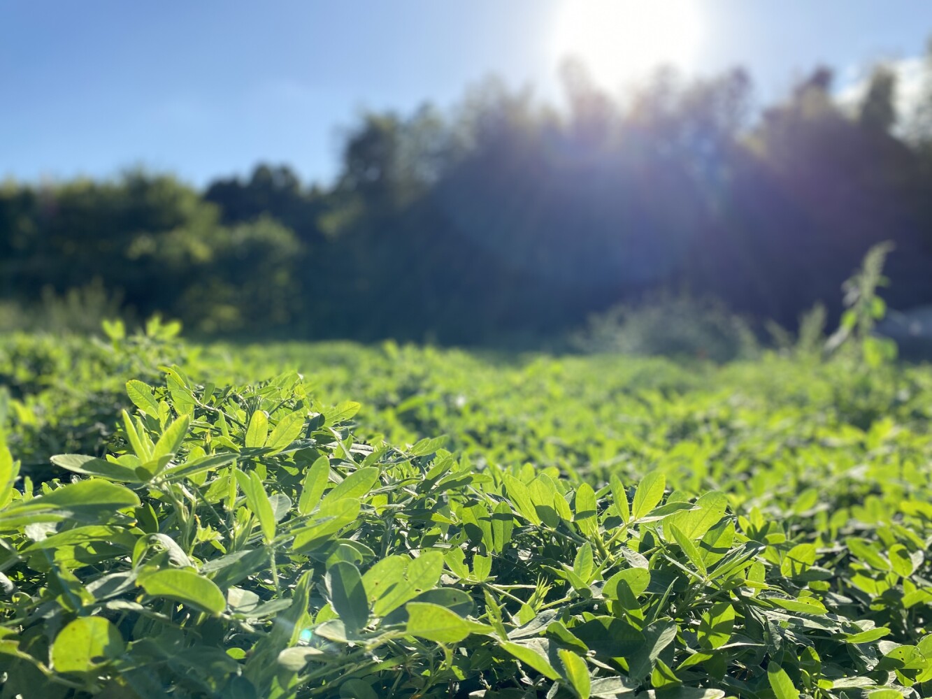 落花生の旬は地域によって違う？アレンジした食べ方もご紹介